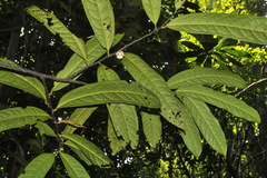 Goniothalamus wynaadensis